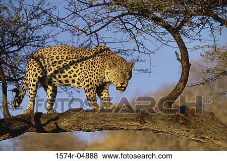 Side profile of an African Leopard on a tree (Panthera pardus) View Large Photo Image Stock Photo - Side profile of an African Leopard on a tree (Panthera pardus). Fotosearch
