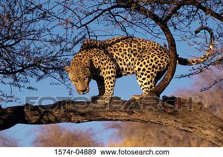 Stock Photo - Side profile of an African Leopard on a tree (Panthera pardus). Fotosearch