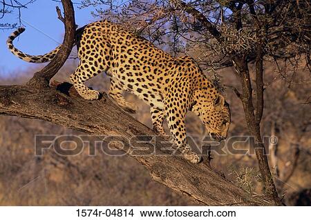 Side profile of an African Leopard climbing a tree (Panthera pardus) View Large Photo Image Picture - Side profile of an African Leopard climbing a tree (Panthera pardus). Fotosearch