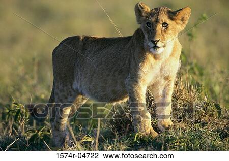 Side profile of an African lion cub (Panthera leo) View Large Photo Image Stock Image - Side profile of an African lion cub (Panthera leo). Fotosearch