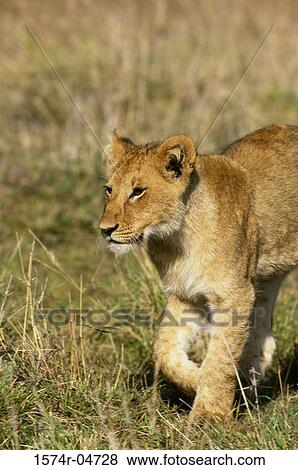 Side profile of an African lion cub walking in a field (Panthera leo) View Large Photo Image Stock Photo - Side profile of an African lion cub walking in a field (Panthera leo). Fotosearch