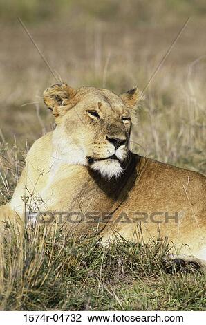 Side profile of an African lion lying in a field (Panthera leo) View Large Photo Image Stock Image - Side profile of an African lion lying in a field (Panthera leo). Fotosearch