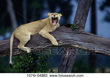 Side profile of an African lion lying on a tree branch (Panthera leo) View Large Photo Image Stock Image - Side profile of an African lion lying on a tree branch (Panthera leo). Fotosearch