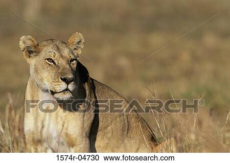 Side profile of an African lion (Panthera leo) View Large Photo Image Stock Image - Side profile of an African lion (Panthera leo). Fotosearch