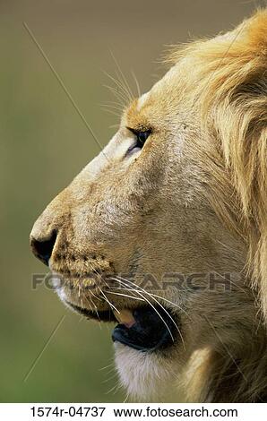 Side profile of an African lion (Panthera Leo) View Large Photo Image Stock Photo - Side profile of an African lion (Panthera Leo). Fotosearch