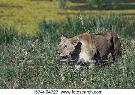 Side profile of an African lion walking in tall grass (Panthera leo) View Large Photo Image Stock Photo - Side profile of an African lion walking in tall grass (Panthera leo). Fotosearch