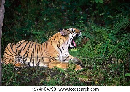 Stock Photo - Side profile of an Indochinese Tiger lying in the forest (Panthera tigris corbetti). Fotosearch