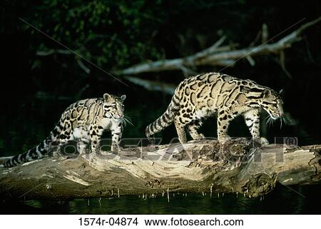 Side profile of two Clouded Leopards climbing on a tree (Neofelis nebulosa) View Large Photo Image Picture - Side profile of two Clouded Leopards climbing on a tree (Neofelis nebulosa). Fotosearch