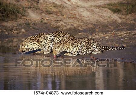 Side profile of two leopards (Panthera pardus) View Large Photo Image Stock Image - Side profile of two leopards (Panthera pardus). Fotosearch
