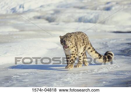 Snow Leopard walking on a polar landscape (Uncia uncia) View Large Photo Image Stock Photo - Snow Leopard walking on a polar landscape (Uncia uncia). Fotosearch