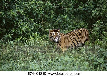 Sumatran Tiger standing in the forest (Panthera tigris sumatrae) View Large Photo Image Stock Image - Sumatran Tiger standing in the forest (Panthera tigris sumatrae). Fotosearch
