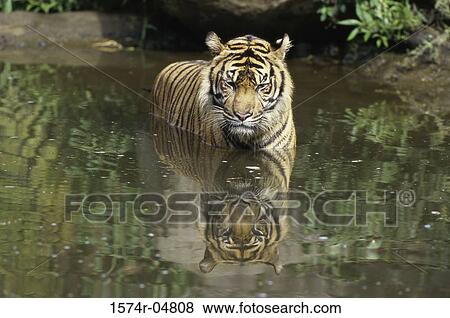 Sumatran Tiger standing in water (Panthera tigris sumatrae) View Large Photo Image Stock Photo - Sumatran Tiger standing in water (Panthera tigris sumatrae). Fotosearch
