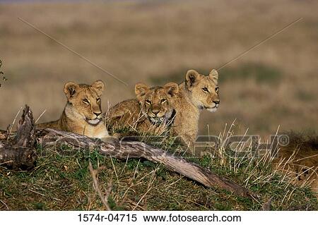 Three African lions cubs in a field (Panthera leo) View Large Photo Image Stock Photography - Three African lions cubs in a field (Panthera leo). Fotosearch