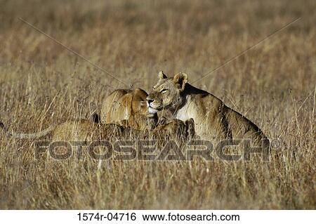 Three African lions in a field (Panthera leo) View Large Photo Image Stock Photograph - Three African lions in a field (Panthera leo). Fotosearch