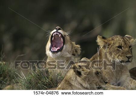 Three African lions together in the forest (Panthera leo) View Large Photo Image Stock Photograph - Three African lions together in the forest (Panthera leo). Fotosearch
