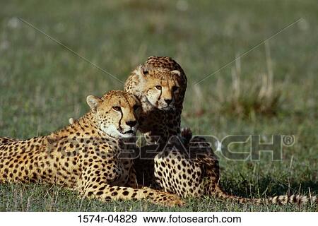 Stock Photo - Three cheetahs sitting on grass (Acinonyx jubatus). Fotosearch