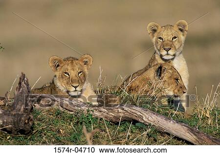 Two African lion cubs sitting in a field (Panthera leo) View Large Photo Image Stock Image - Two African lion cubs sitting in a field (Panthera leo). Fotosearch