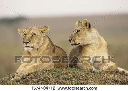 Two African lions lying on a mound (Panthera leo) View Large Photo Image Stock Image - Two African lions lying on a mound (Panthera leo). Fotosearch