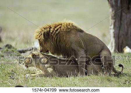 Two African lions mating (Panthera leo) View Large Photo Image Stock Photo - Two African lions mating (Panthera leo). Fotosearch