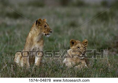Two African lions sitting in the forest (Panthera leo) View Large Photo Image Stock Photo - Two African lions sitting in the forest (Panthera leo). Fotosearch