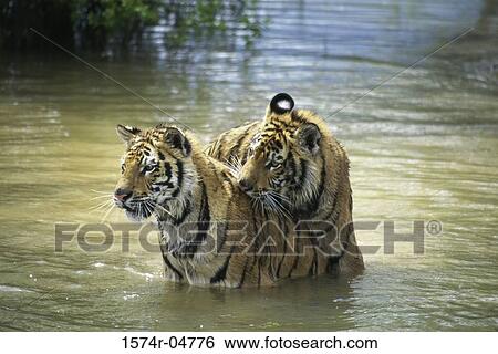 Two Bengal Tigers together in water (Panthera tigris) View Large Photo Image Stock Photograph - Two Bengal Tigers together in water (Panthera tigris). Fotosearch