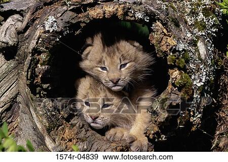 Two Canada Lynx cubs in a hollow tree (Lynx canadensis) View Large Photo Image Stock Photo - Two Canada Lynx cubs in a hollow tree (Lynx canadensis). Fotosearch