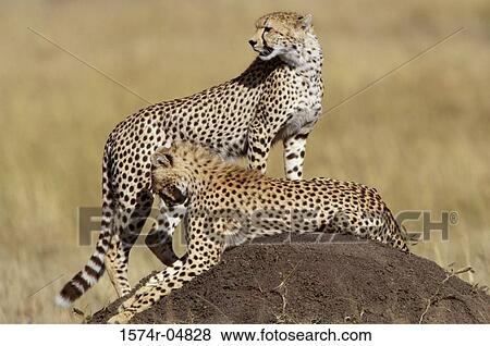 Two cheetahs on a rock (Acinonyx jubatus) Stock Photo | 1574r-04828 ...