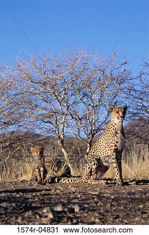 Two cheetahs sitting (Acinonyx jubatus) View Large Photo Image Stock Image - Two cheetahs sitting (Acinonyx jubatus). Fotosearch