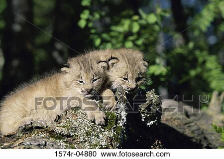 Stock Image - Two cubs of a Canada Lynx (Lynx canadensis). Fotosearch