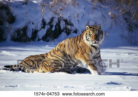 Two Siberian Tigers in the snow (Panthera tigris altaica) View Large Photo Image Stock Image - Two Siberian Tigers in the snow (Panthera tigris altaica). Fotosearch
