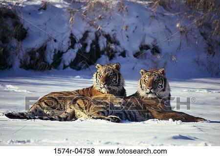 Two Siberian Tigers lying in the snow (Panthera tigris altaica) View Large Photo Image Stock Photo - Two Siberian Tigers lying in the snow (Panthera tigris altaica). Fotosearch