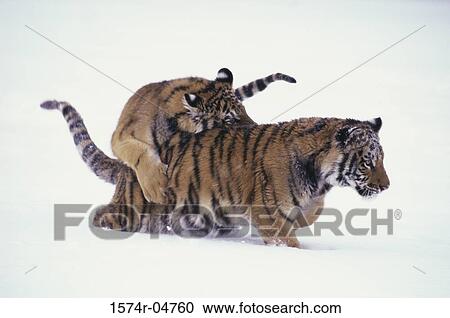 Stock Image - Two Siberian Tigers mating in the snow (Panthera tigris altaica). Fotosearch