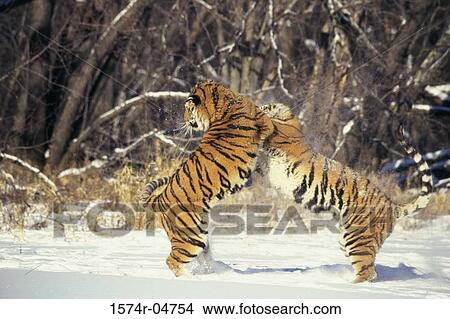Two Siberian Tigers playing in the snow (Panthera tigris altaica) View Large Photo Image Picture - Two Siberian Tigers playing in the snow (Panthera tigris altaica). Fotosearch