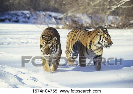 Stock Photography - Two Siberian Tigers walking in the snow (Panthera tigris altaica). Fotosearch