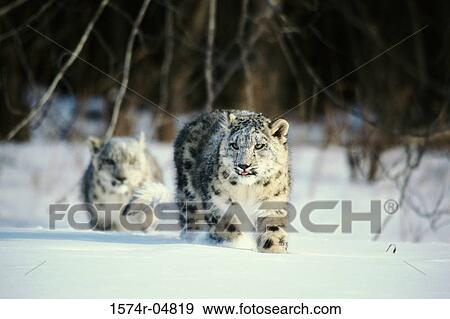 Two Snow Leopards walking in the snow (Uncia uncia) View Large Photo Image Stock Photo - Two Snow Leopards walking in the snow (Uncia uncia). Fotosearch