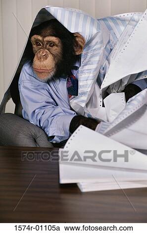 Stock Image - Chimpanzee at an office desk. Fotosearch