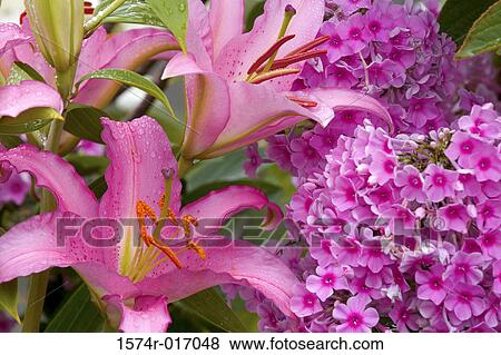 Asiatic Lilies View Large Photo Image Stock Photo - Asiatic Lilies. Fotosearch