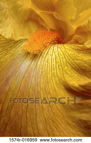 Bearded Iris View Large Photo Image Stock Photo - Bearded Iris. Fotosearch
