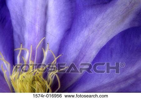 Blue Clematis View Large Photo Image Stock Photograph - Blue Clematis. Fotosearch