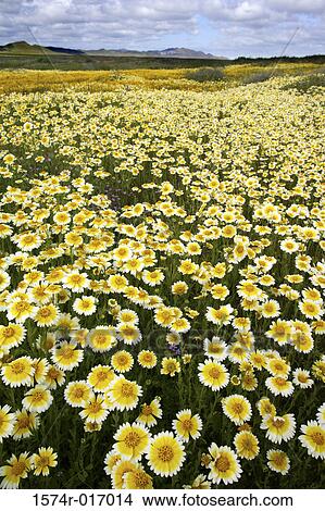 Carrizo Plain National Monument California USA View Large Photo Image Picture - Carrizo Plain National Monument California USA. Fotosearch