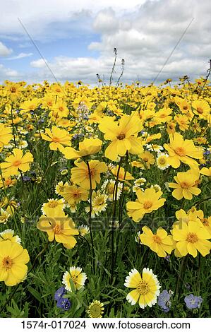 Picture - Carrizo Plain National Monument California USA. Fotosearch