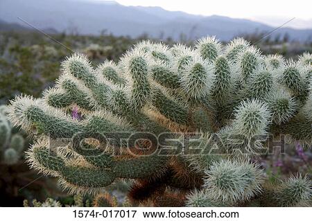 Cholla Cactus Anza Borrego Desert State Park California USA View Large Photo Image Stock Photo - Cholla Cactus Anza Borrego Desert State Park California USA. Fotosearch