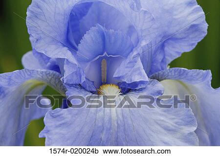 Close-up of a Bearded Iris (Iris germanica) View Large Photo Image Stock Image - Close-up of a Bearded Iris (Iris germanica). Fotosearch