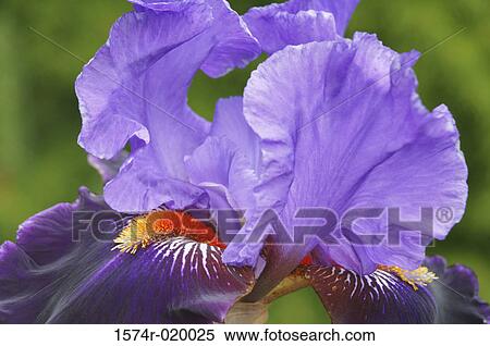 Close-up of a Bearded Iris (Iris germanica) View Large Photo Image Stock Photography - Close-up of a Bearded Iris (Iris germanica). Fotosearch