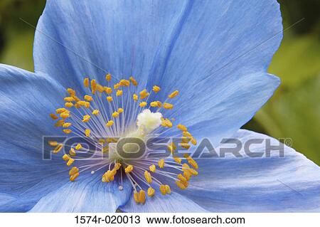 Close-up of a Blue Poppy (Meconopsis betonicifolia) View Large Photo Image Stock Image - Close-up of a Blue Poppy (Meconopsis betonicifolia). Fotosearch