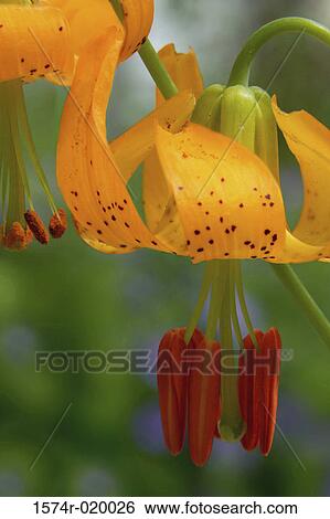 Stock Photograph - Close-up of a Columbia Lily (Lilium columbianum). Fotosearch