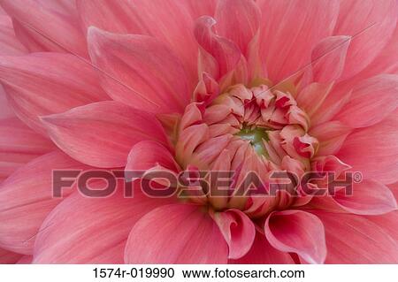 Stock Image - Close-up of a dahlia. Fotosearch