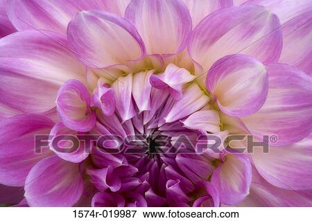 Close-up of a dahlia View Large Photo Image Stock Photo - Close-up of a dahlia. Fotosearch
