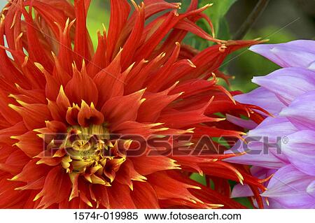 Stock Photography - Close-up of a dahlia. Fotosearch