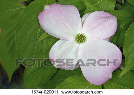 Close-up of a dogwood (Cornus florida) View Large Photo Image Stock Image - Close-up of a dogwood (Cornus florida). Fotosearch